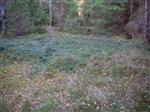 Lastningsområde